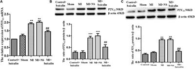 Baicalin Depresses the Sympathoexcitatory Reflex Induced by Myocardial Ischemia via the Dorsal Root Ganglia